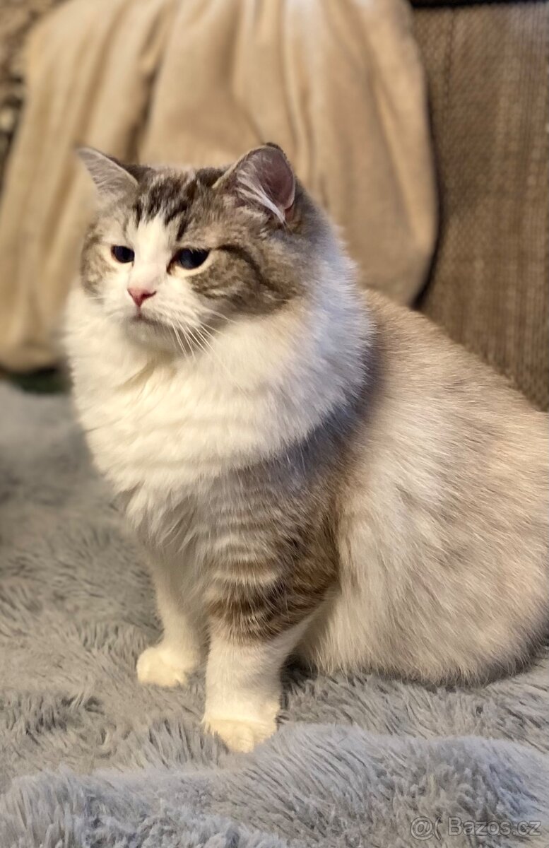 Ragdoll koťátka s PP FIFe - 10