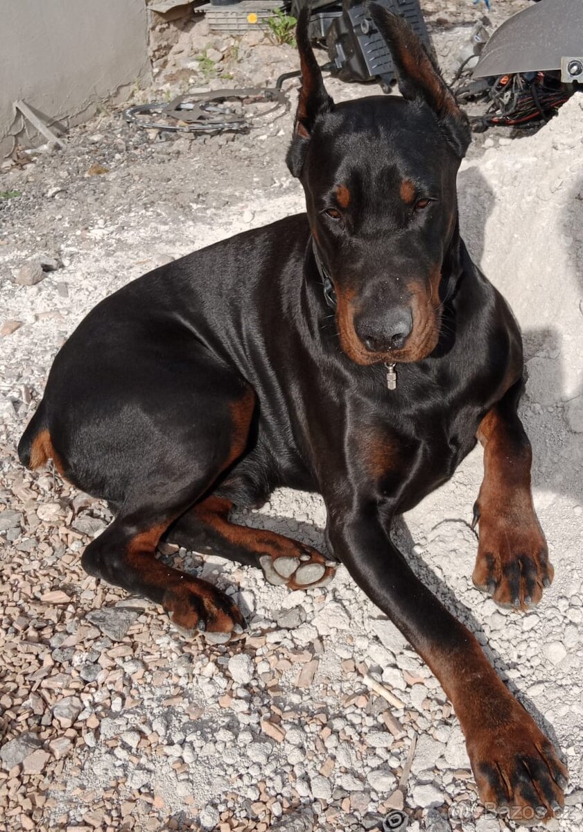 Krytí pes Dobrman - 10