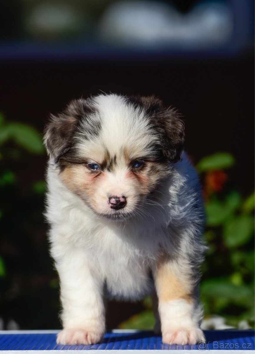 Australský ovčák s PP - blue Merle a black tri - 10