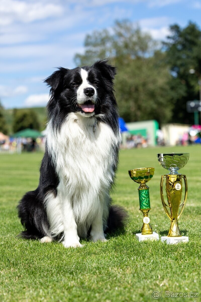 Border kolie s PP - 10