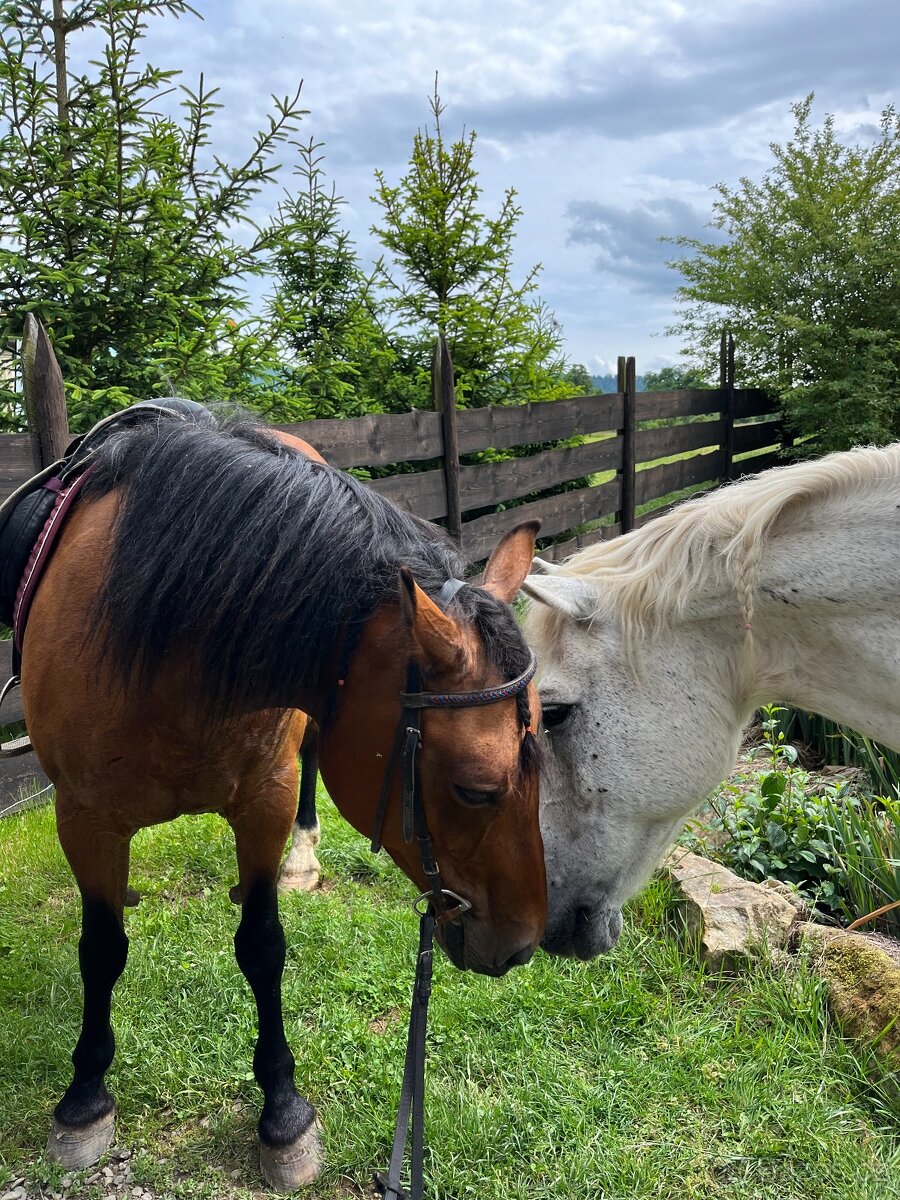 kobyla ČT/hucul - 10