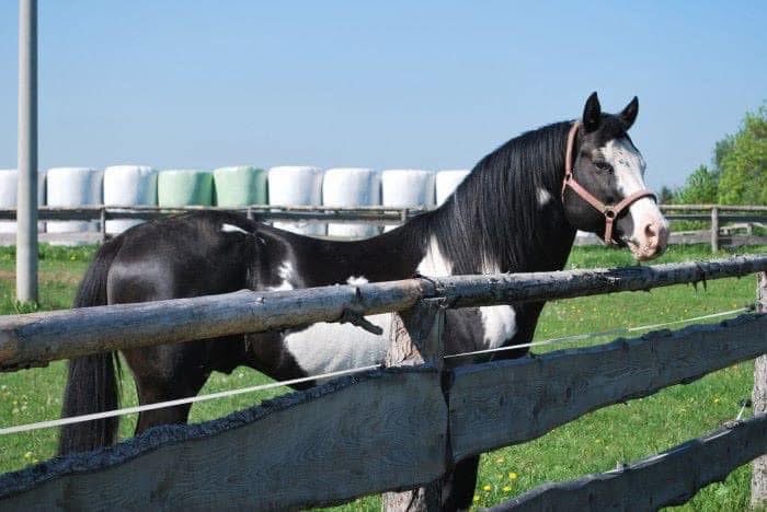 Blue Roan Žrebček - 10