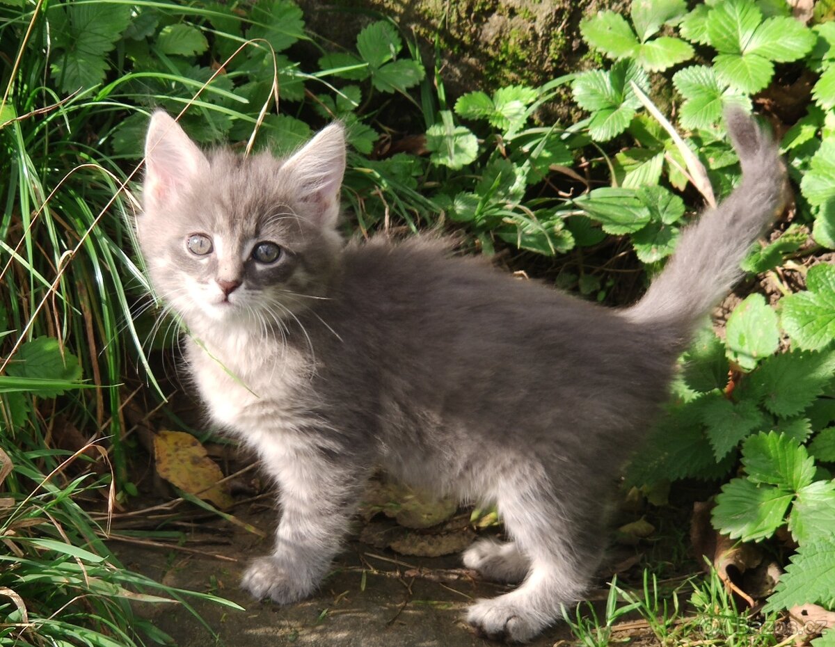 Mainská mývalí koťata - 10