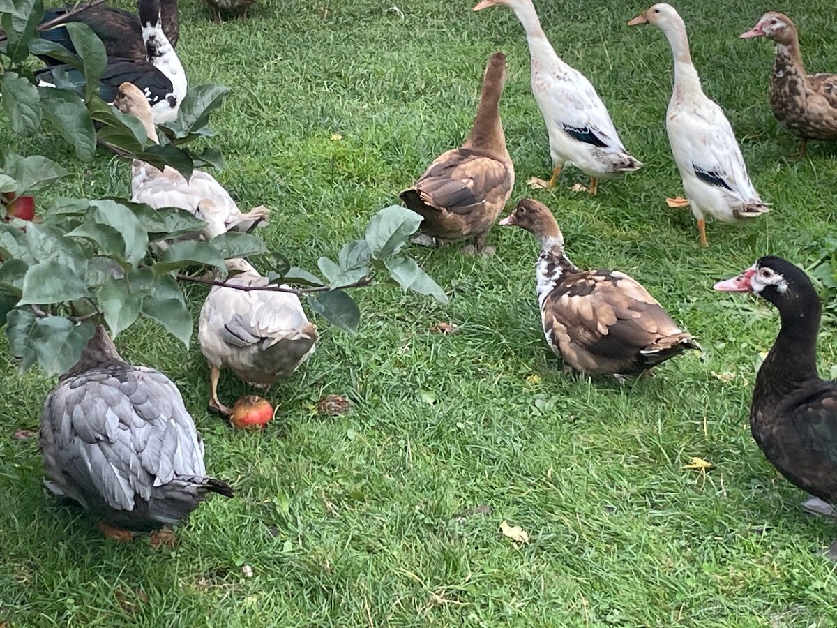 PRODÁM MLADÉ PIŽMOVKY VELKÉ KRÁSNÝCH BAREV - 10
