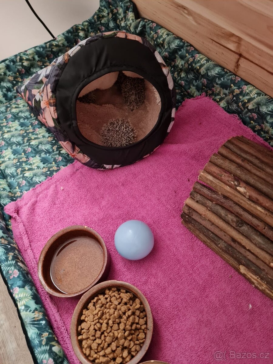 Jezek belobrichy - 10