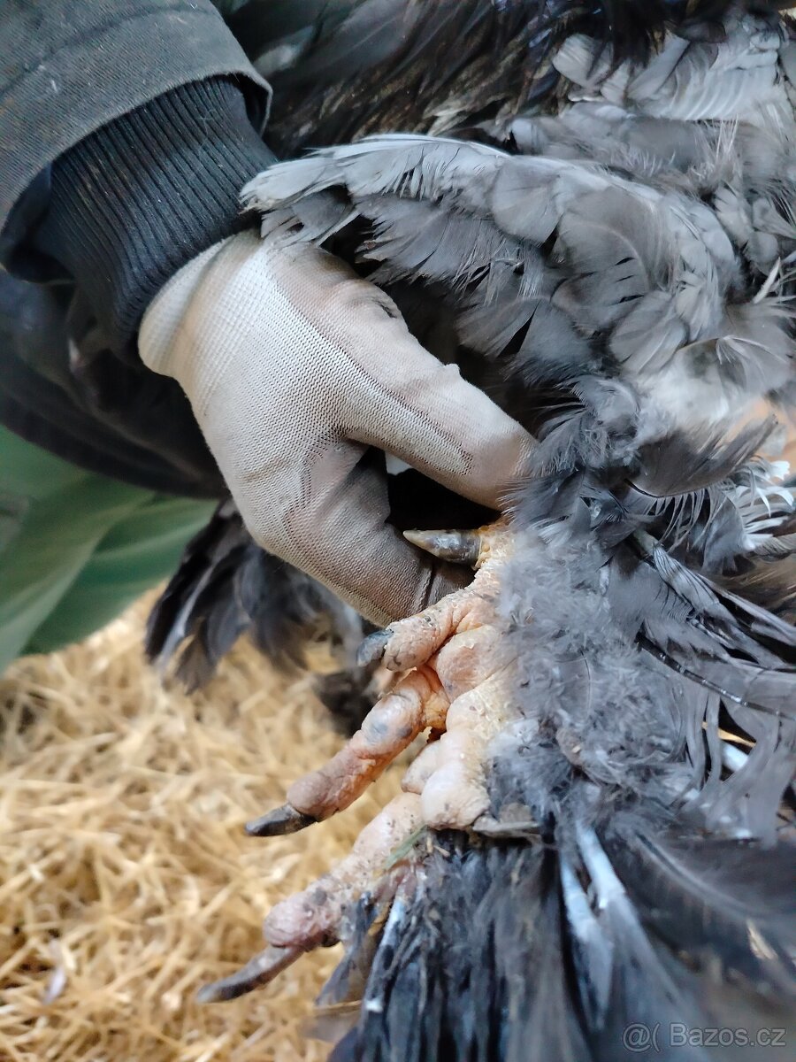 Prodám brahamku velkou - 10