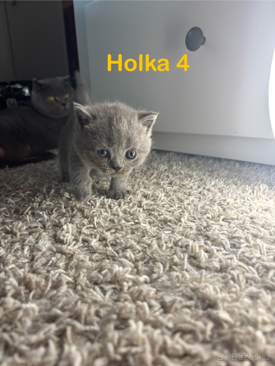 Britská koťata. - 10