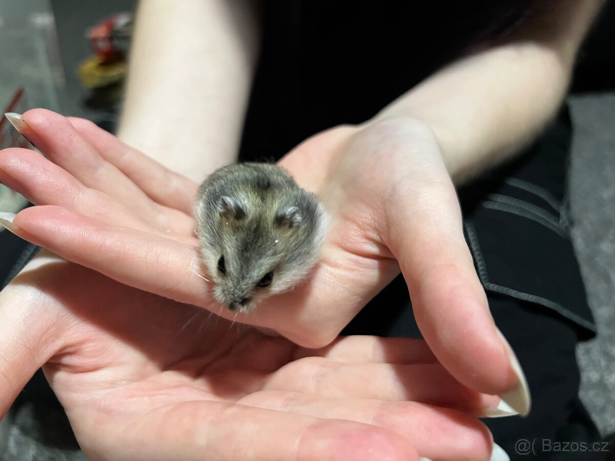 Prodám malé křečky - 10