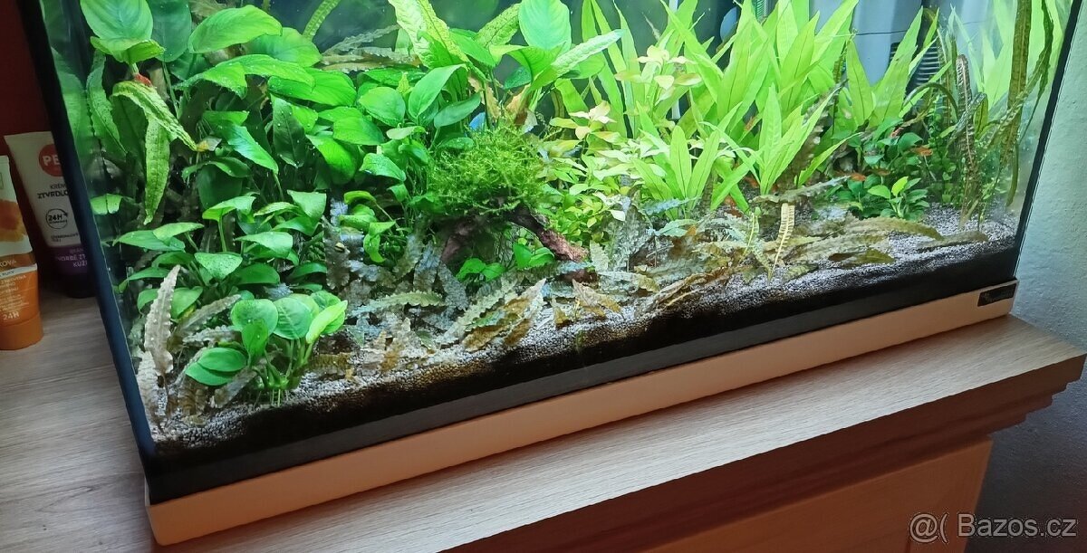 Akvarijní rostliny - 10