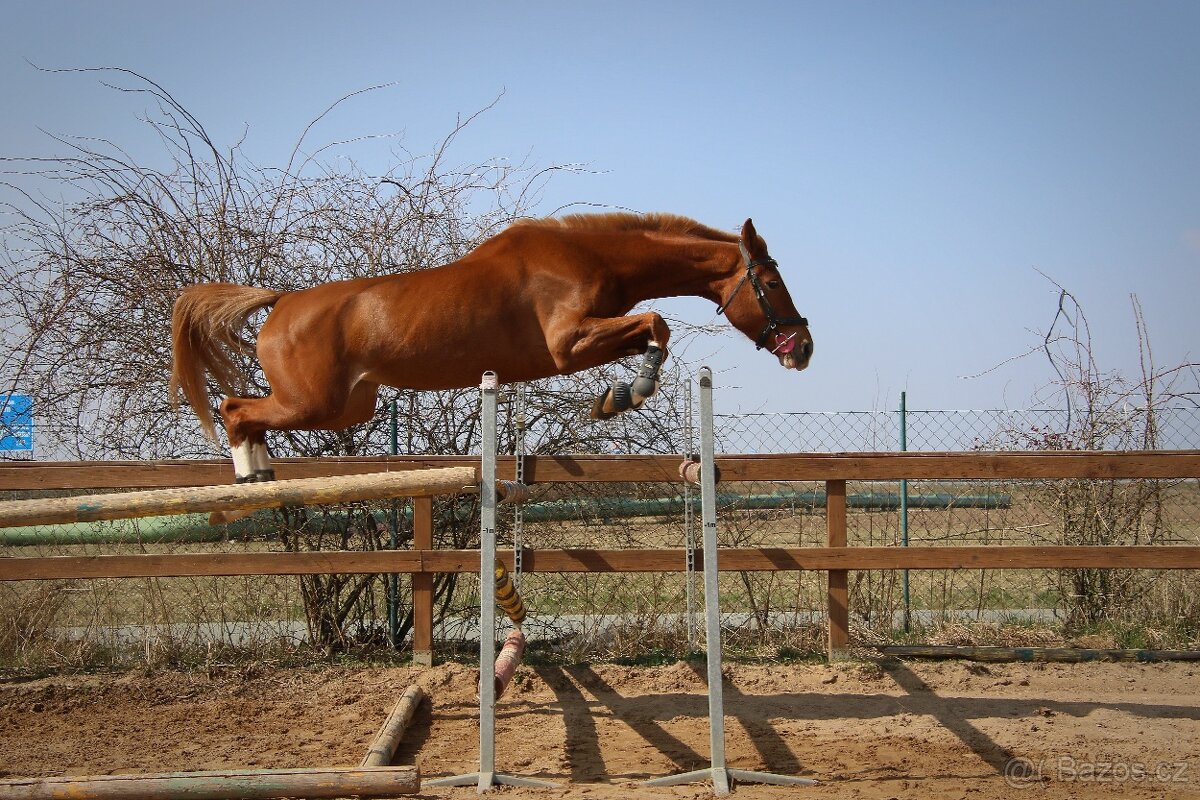 Prodám sedmiletou klisnu ČT do vyššího sportu - 10
