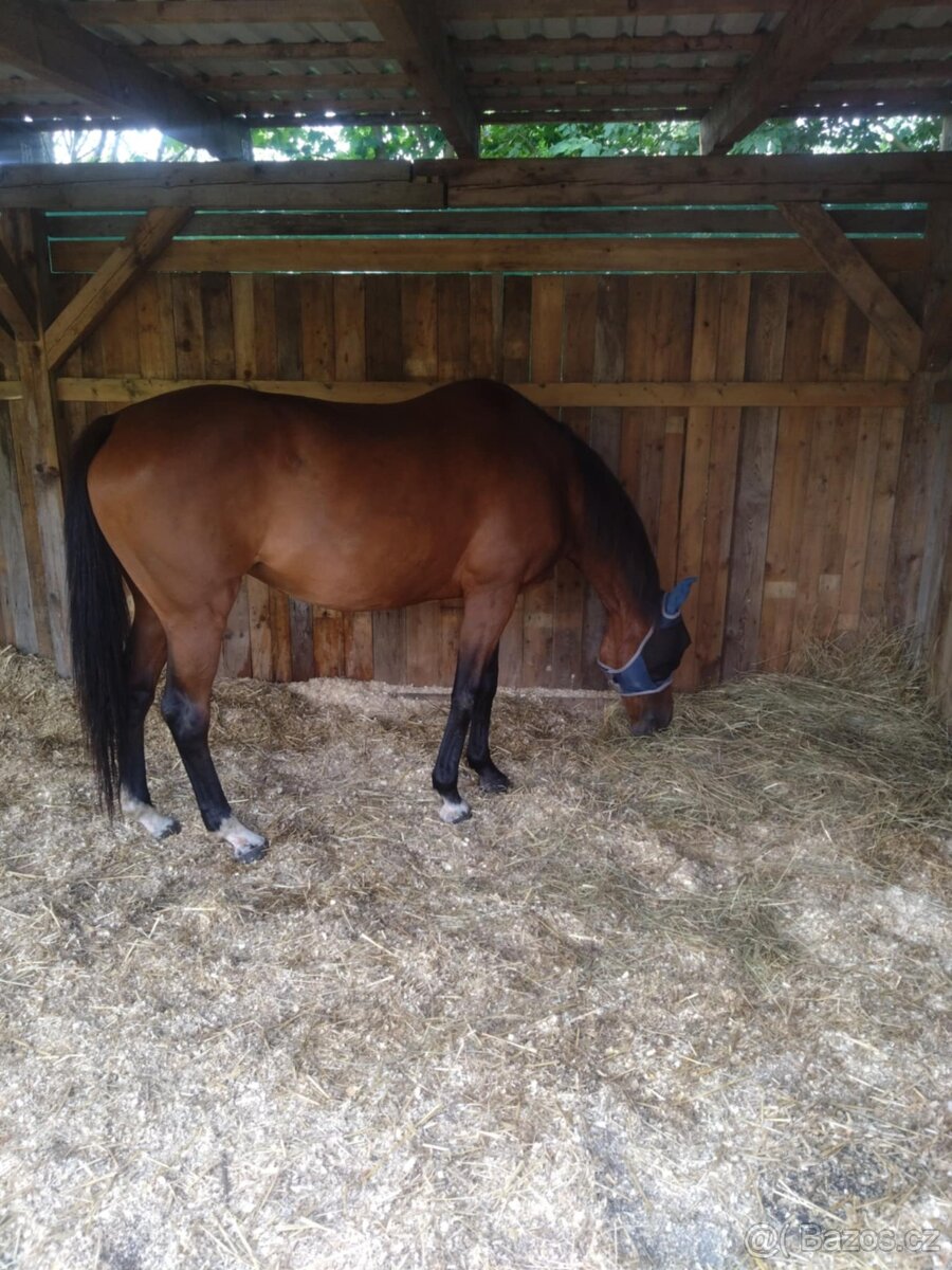 Plnokrevná kobyla - jemná a milá parťačka - 10