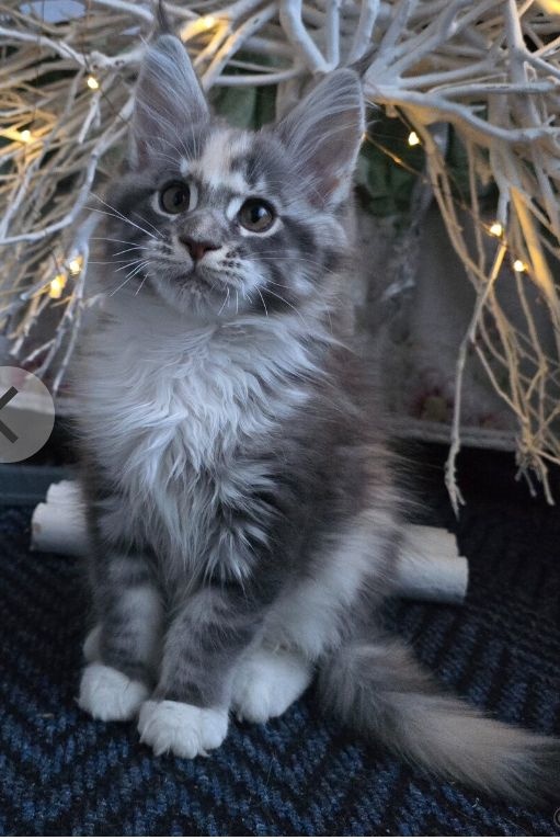 Krytí Mainská mývalí - 10