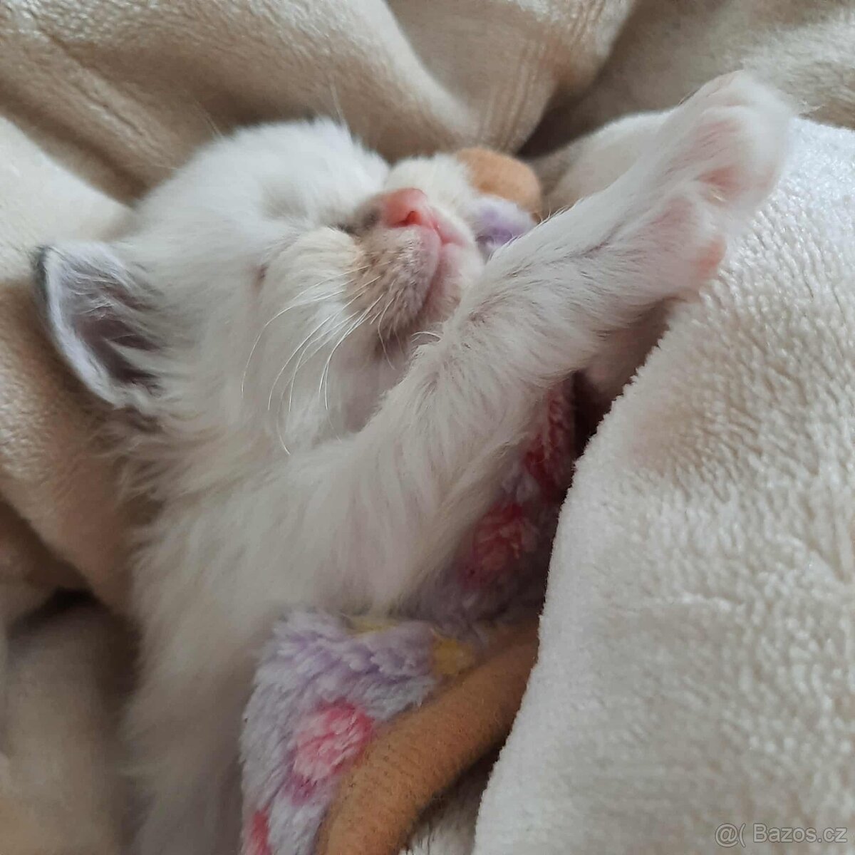 Prodám koťata Ragdoll bez PP - 10