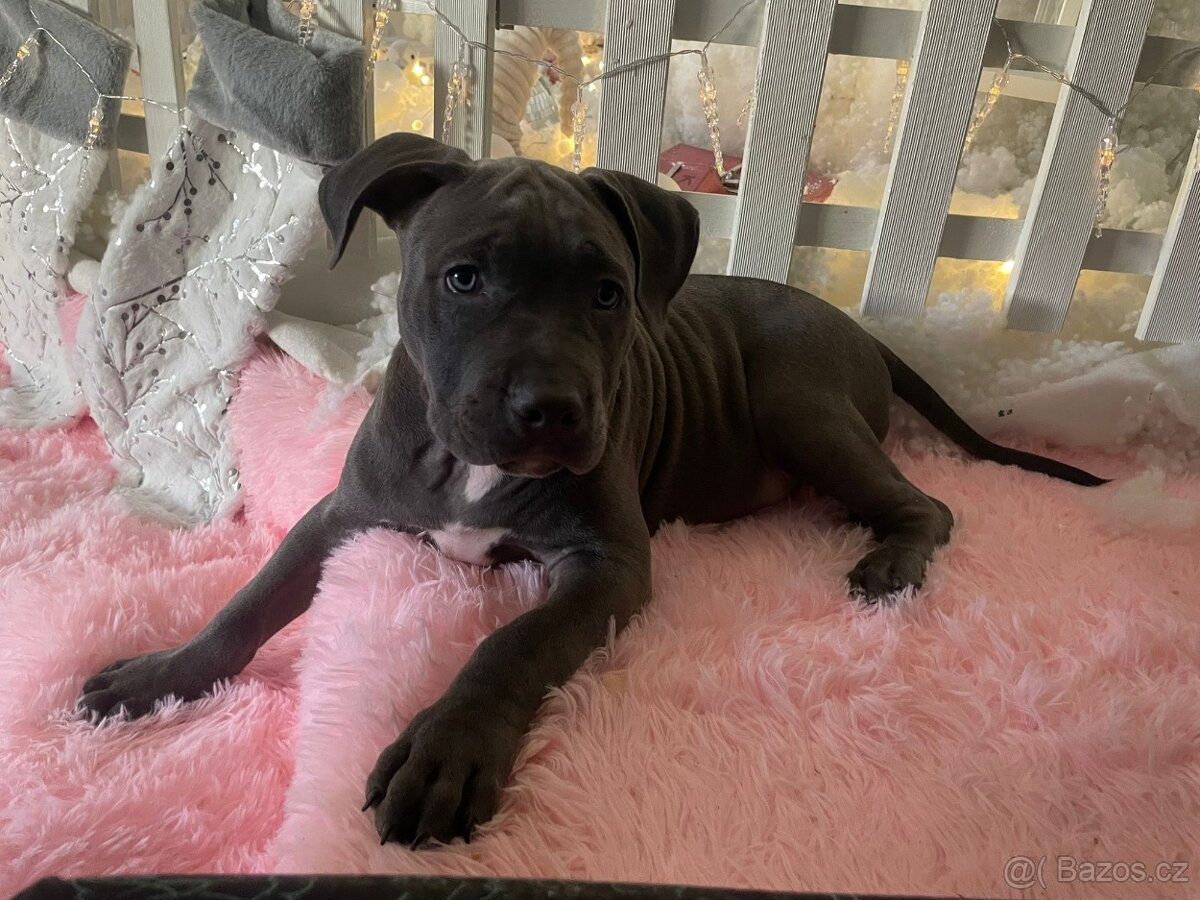 Štěňátko Americký stafordšírský teriér - 10