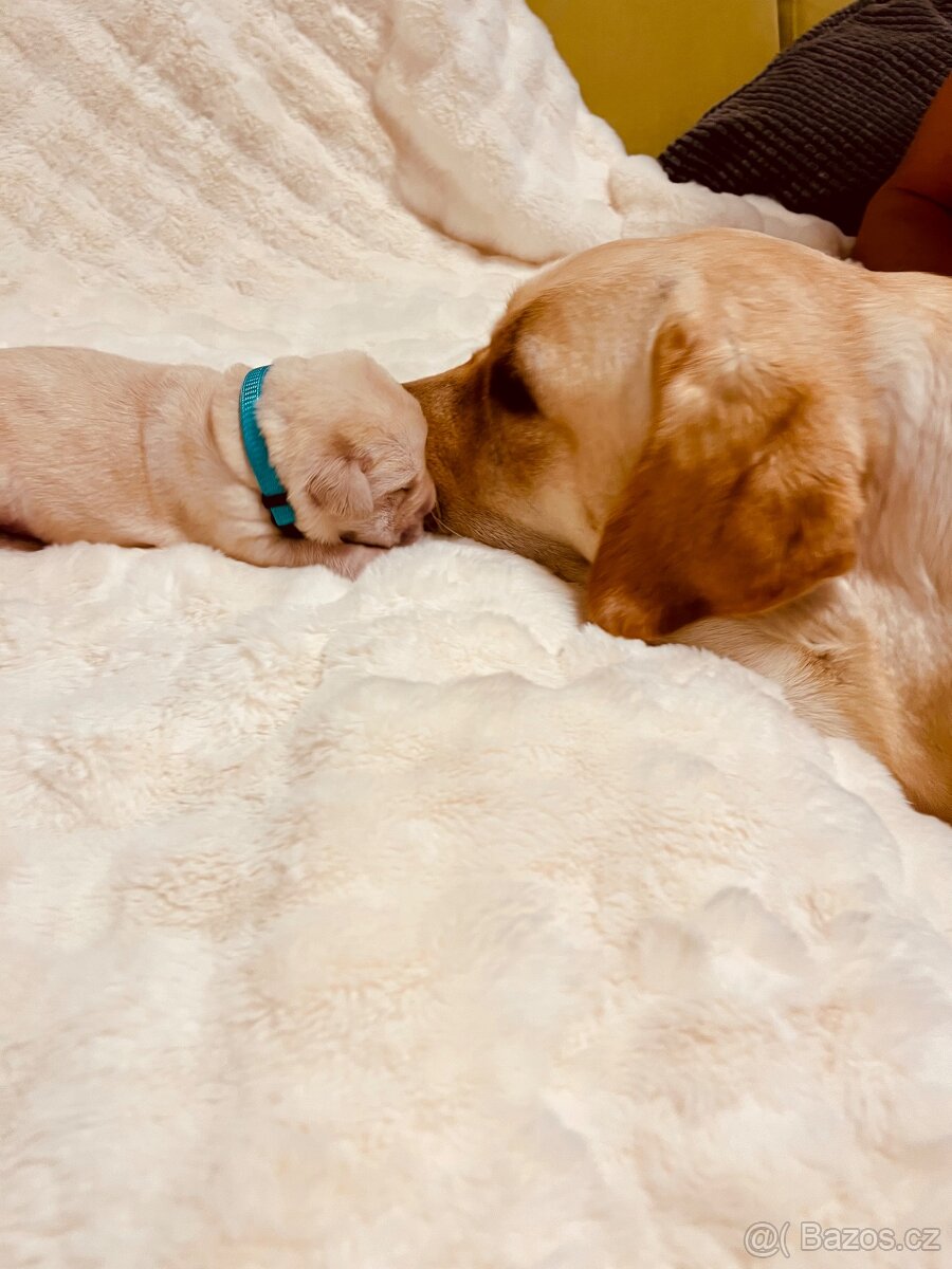 Labrador štěňátka s PP - 10