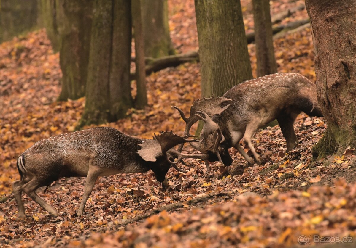 LÁNSKÁ OBORA V PROMĚNÁCH ČASU - 10