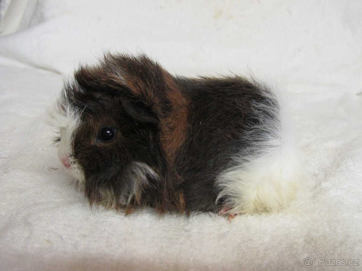 Morče peruánec - 10