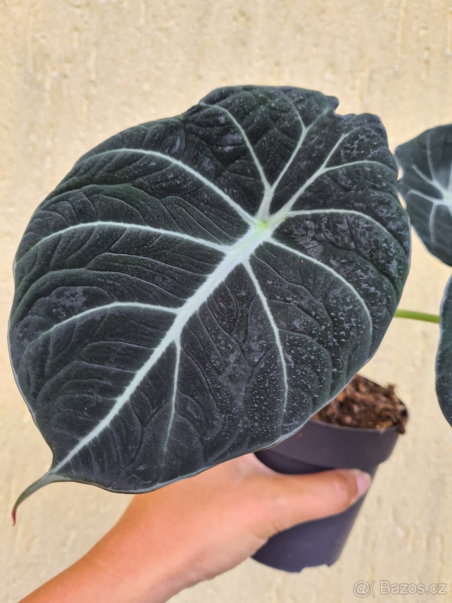 Alocasie - hlízy, rostliny - 10