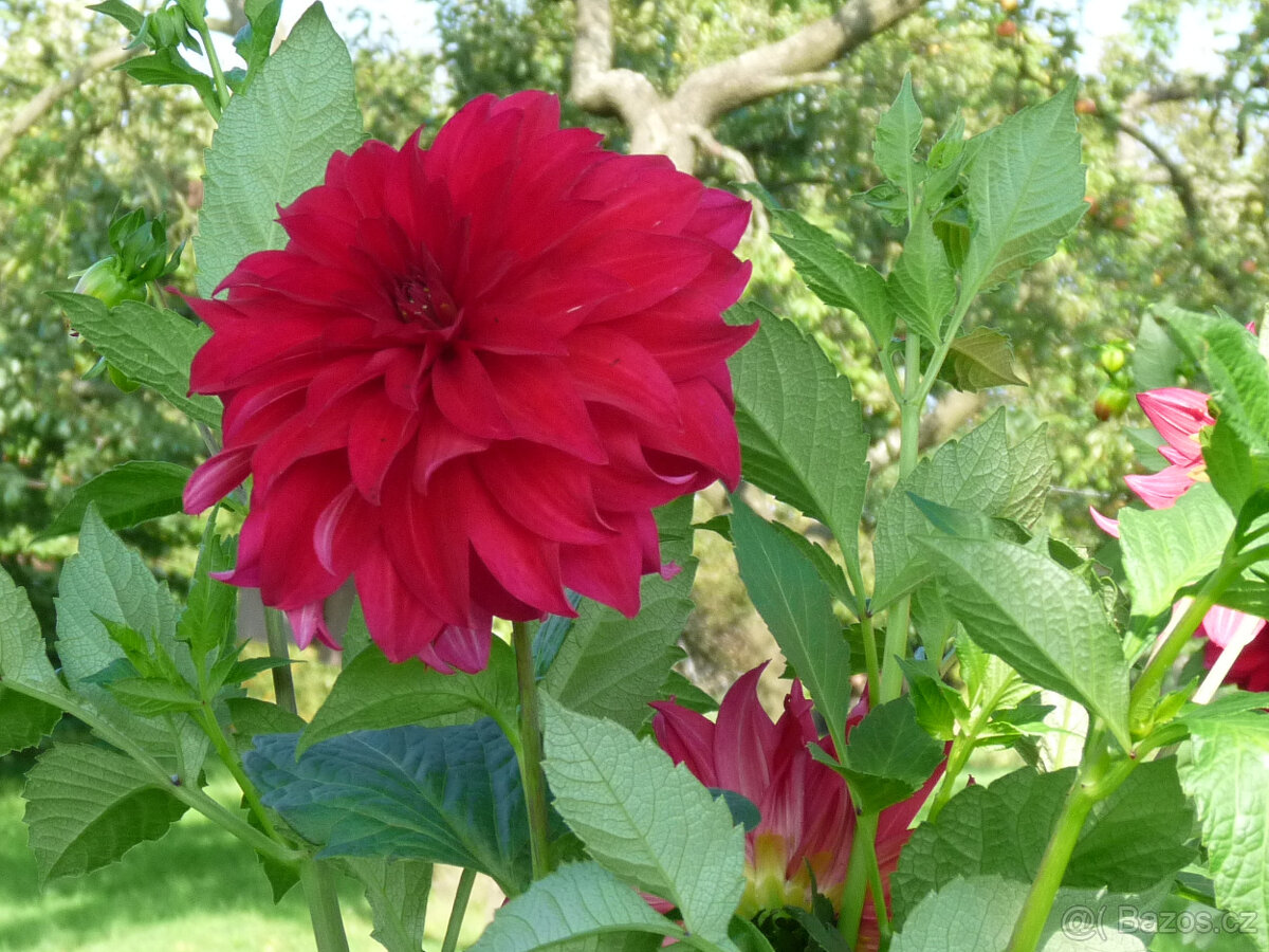 Cibule MEČÍKů - - - viz text a foto - 10