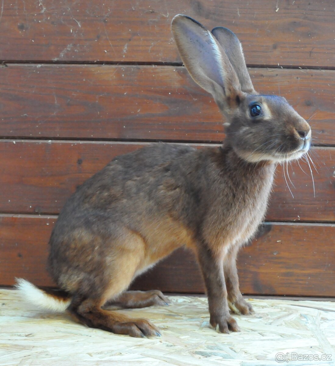 ZAKRSLÍ I VELCÍ KRÁLÍCI Dobříš - 10