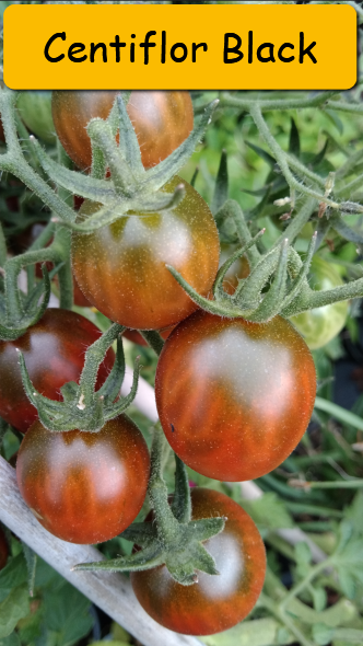 Semínka rajčata tyčkové - různé druhy - 10