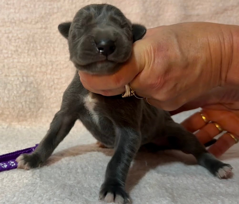 Německá doga modrá s PP - 10