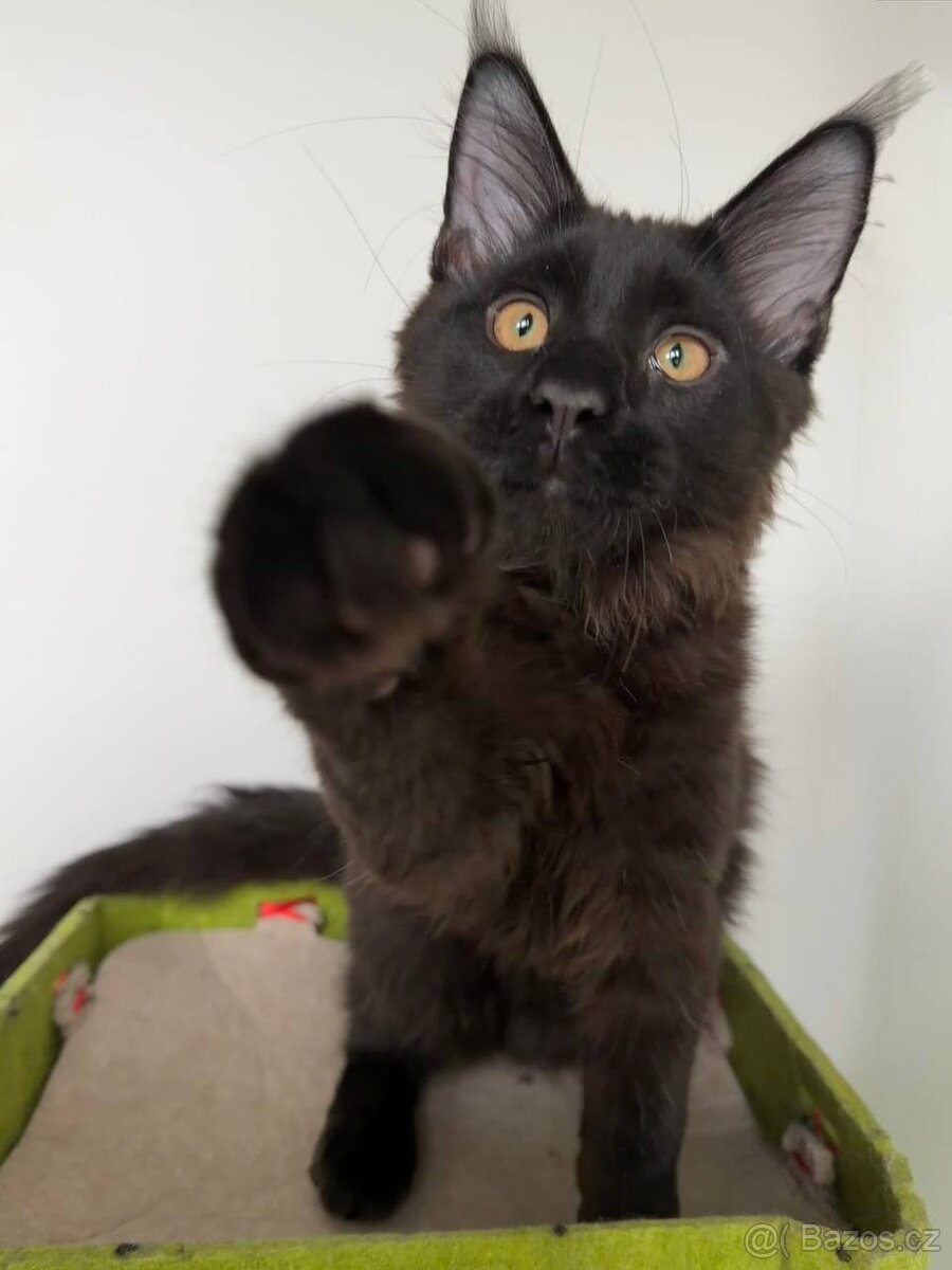 Mainská mývalí koťátka s PP - 10