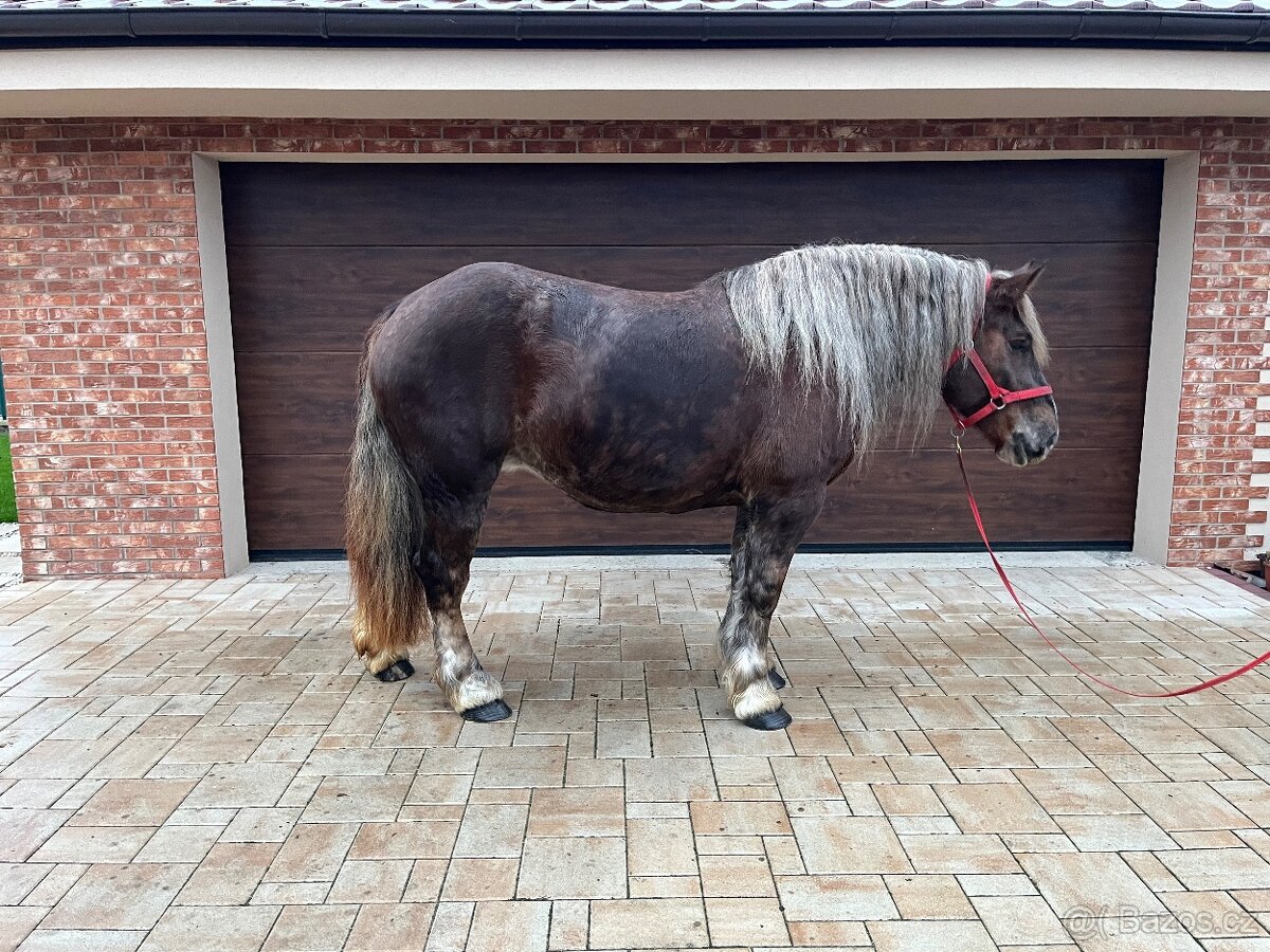 BRETÓNSKA KOBYLA - 10