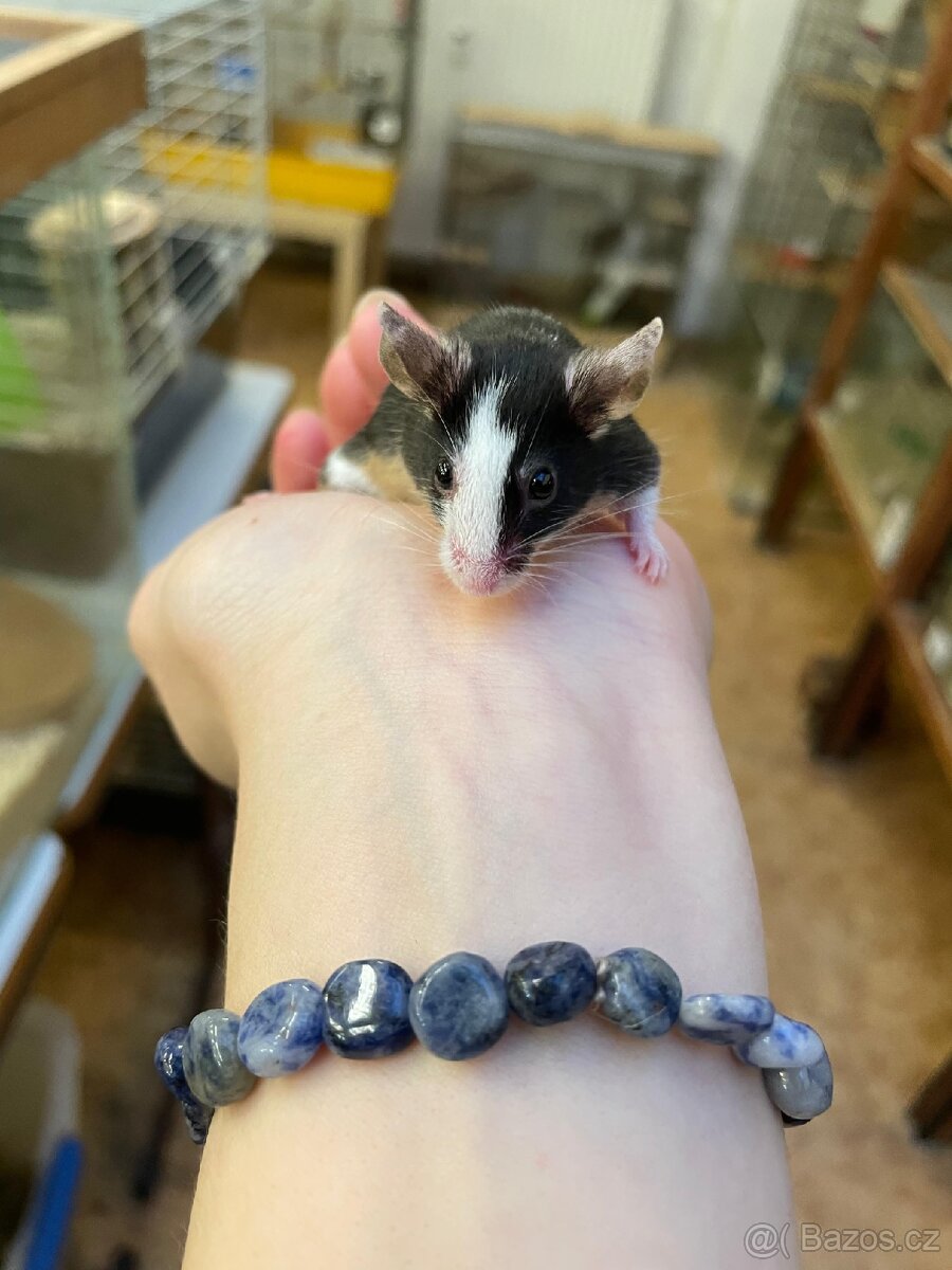 Myši laboratorní - 10