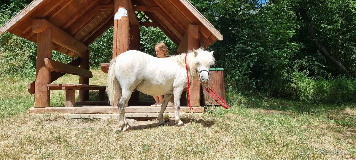 3 lety valach minihorse - 10