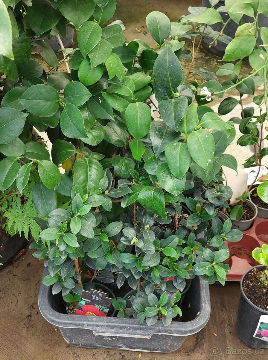 Kamélie japonská (Camellia Japonica) - 10