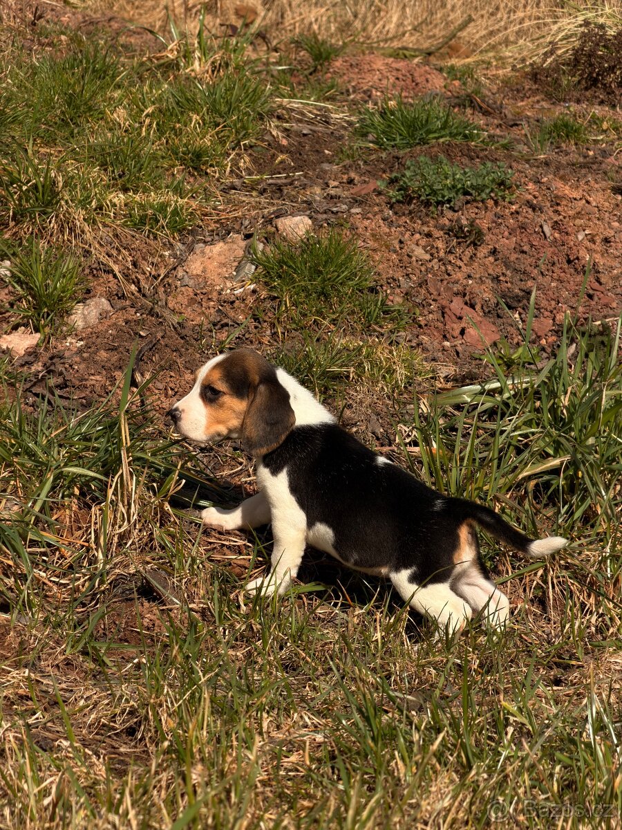 Bígl trikolor - štěňátka - 10