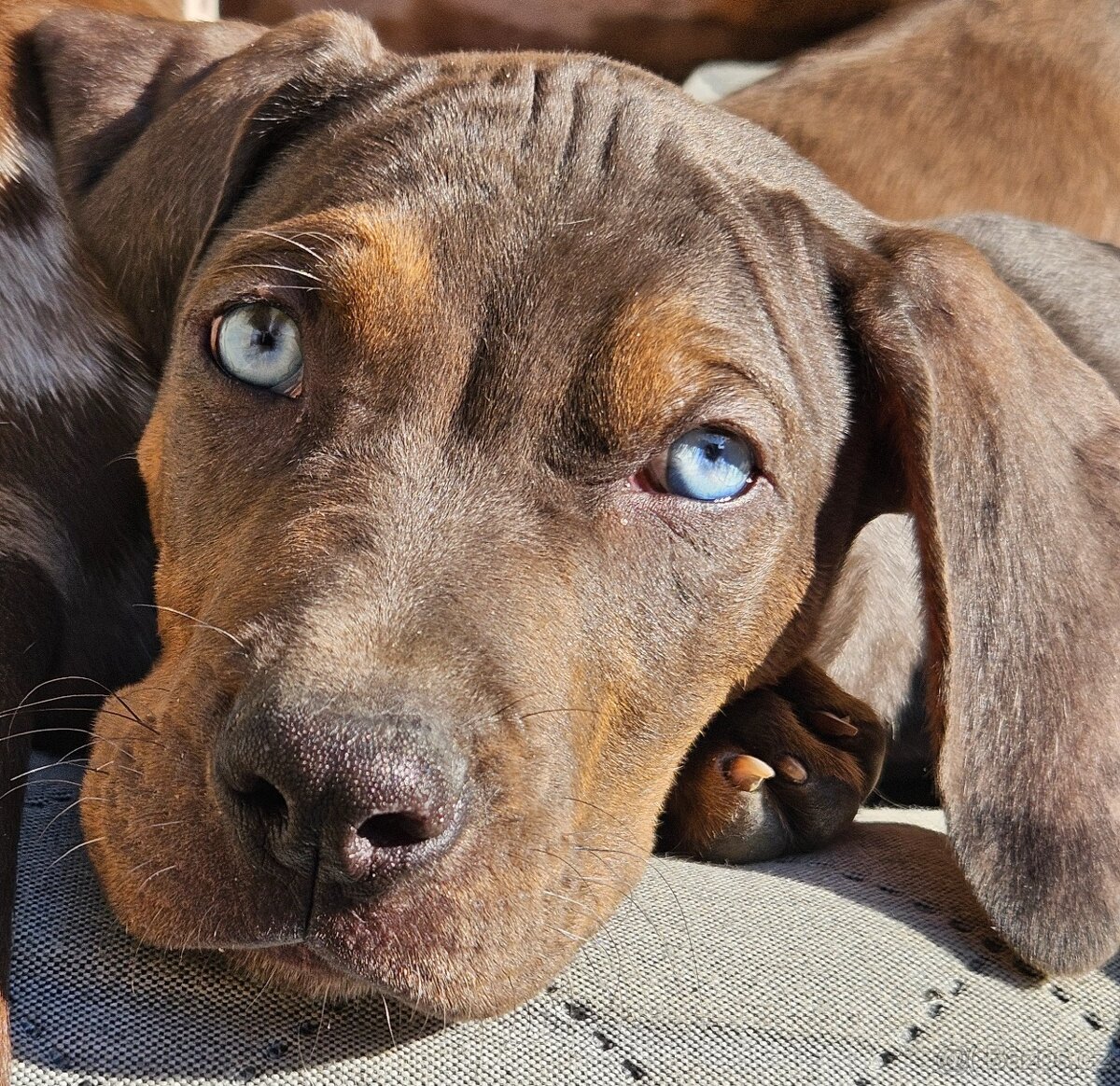 Louisianský leopardí pes - 10