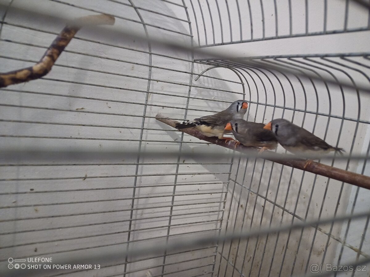 Zebricky, ryzovniky, krepelky. - 10