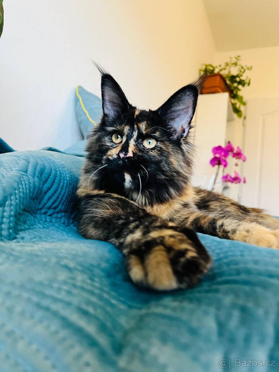 Mainská mývalí s pp - 10