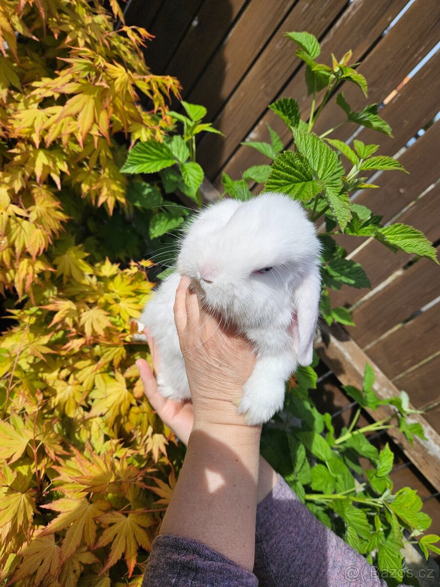 Zakrslý králík - 10