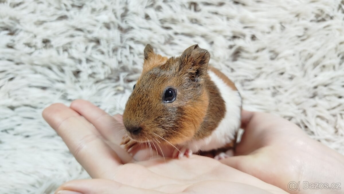 Morče, Morčata, Morčátko, Morčátka-JACOB A JAMES - 10