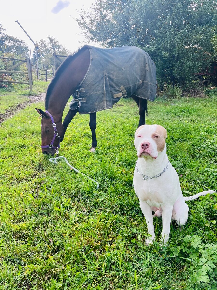 American bully XL krytí - 10