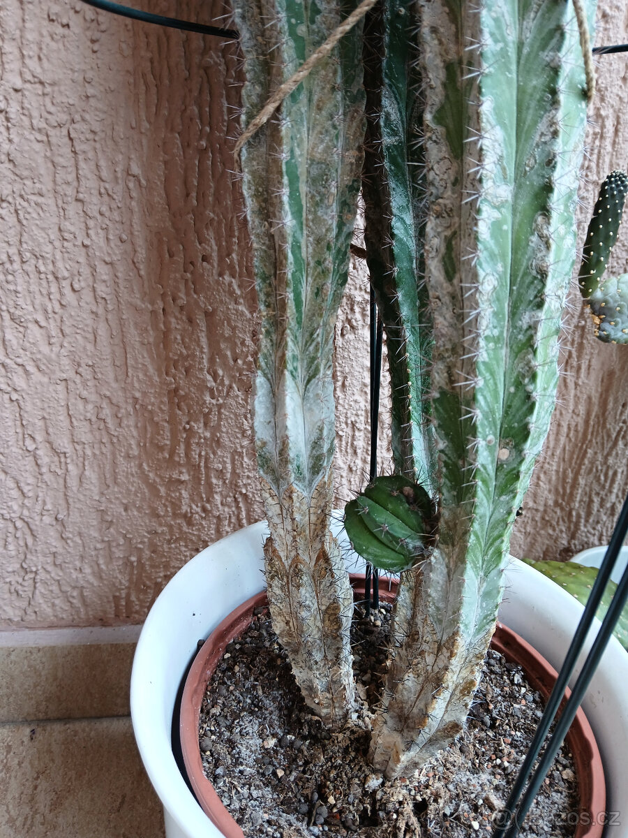 3 hodně velké kaktusy - 10