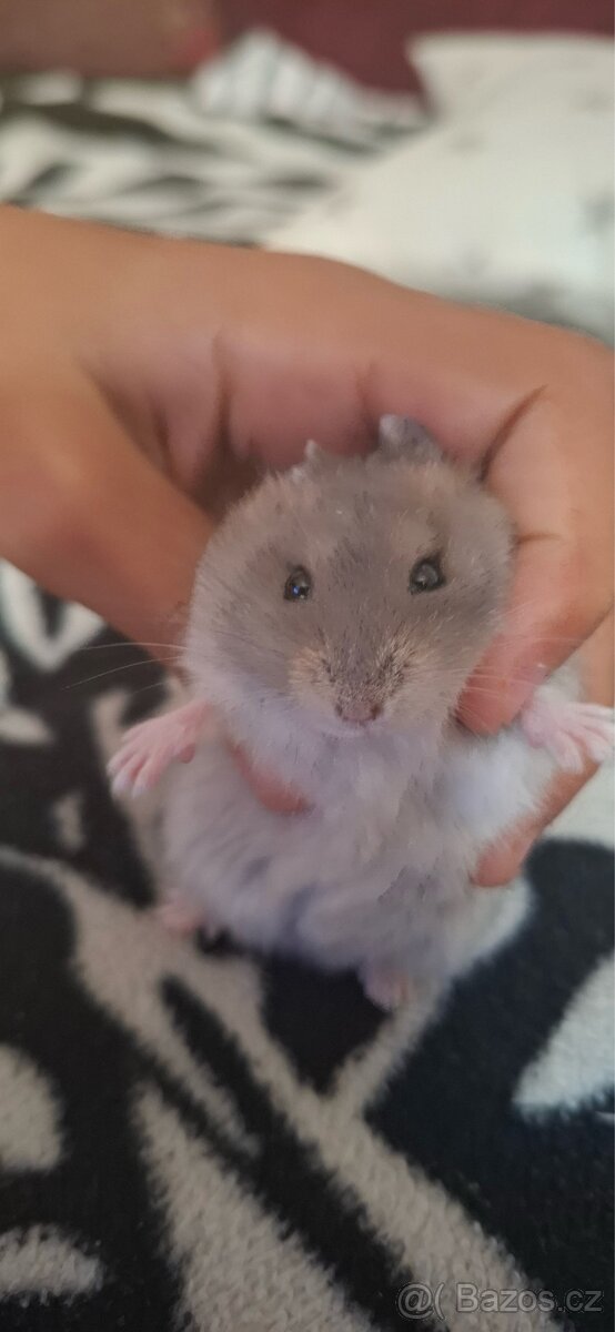 Křeček džungarský - 10