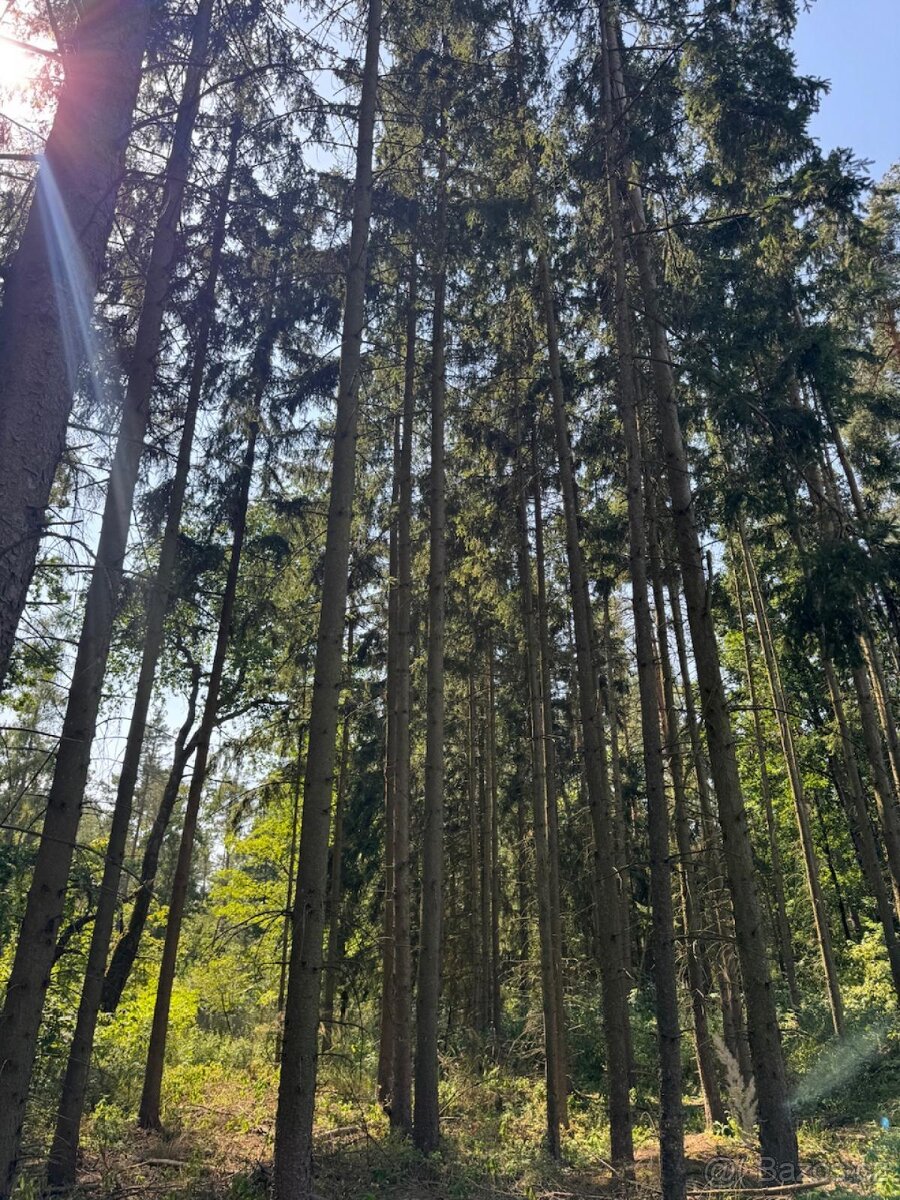 Prodej lesních pozemků v k.ú. Bolehošť - 10