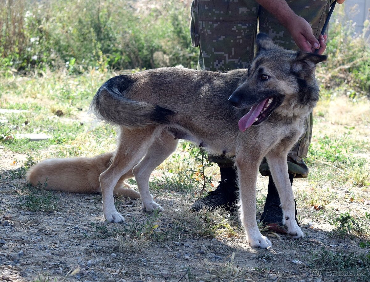 ADDY K ADOPCI - 3 ROKY, MILÁ, UČENLIVÁ, VDĚČNÁ - 10