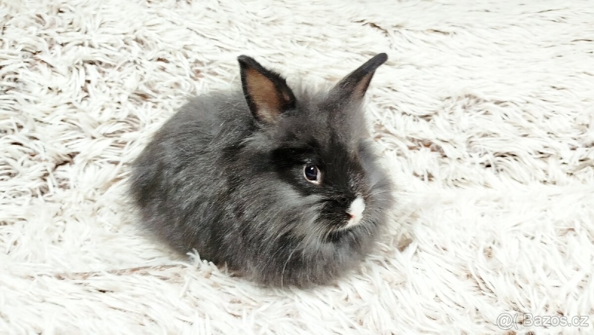 Zakrslý králík, králíček - HOLLY - 10