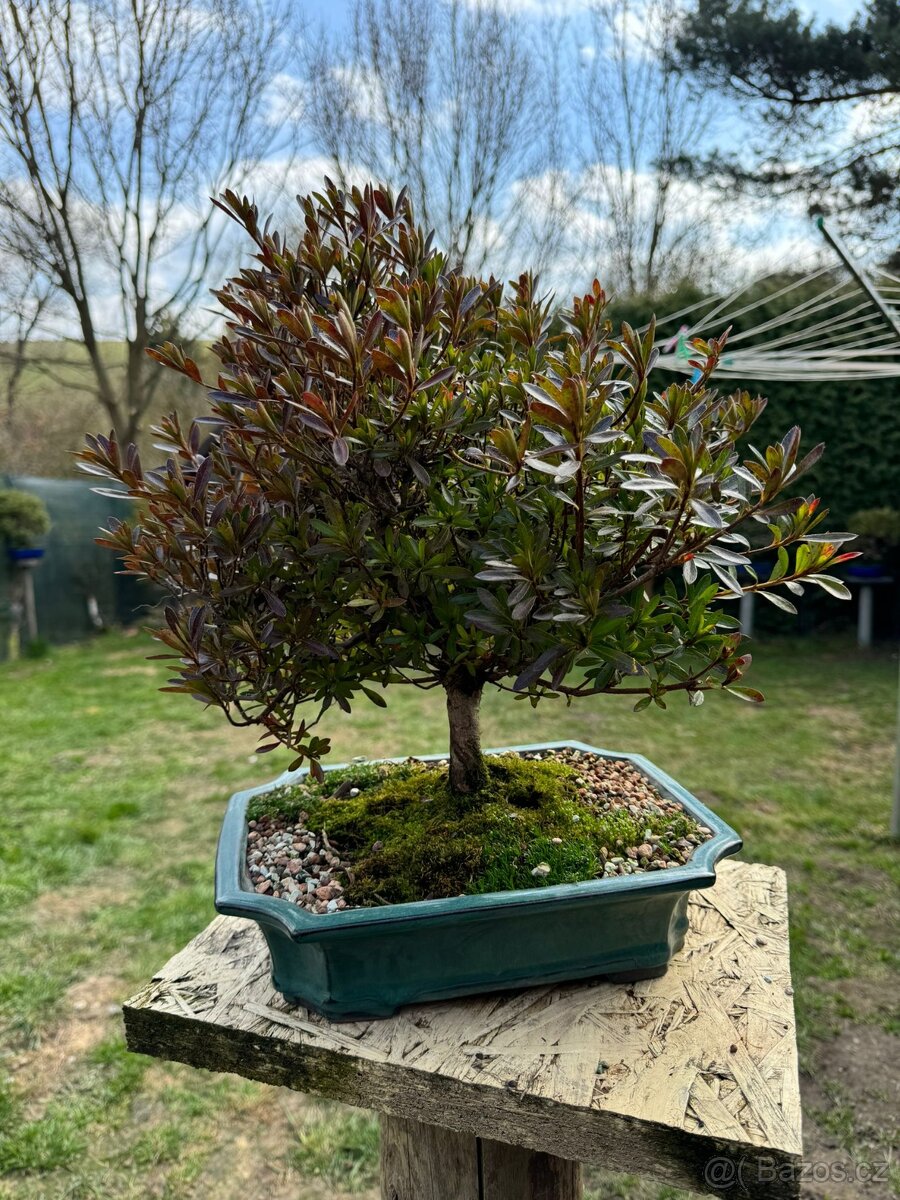 Bonsaj,bonsai Japonske Azalky - 10