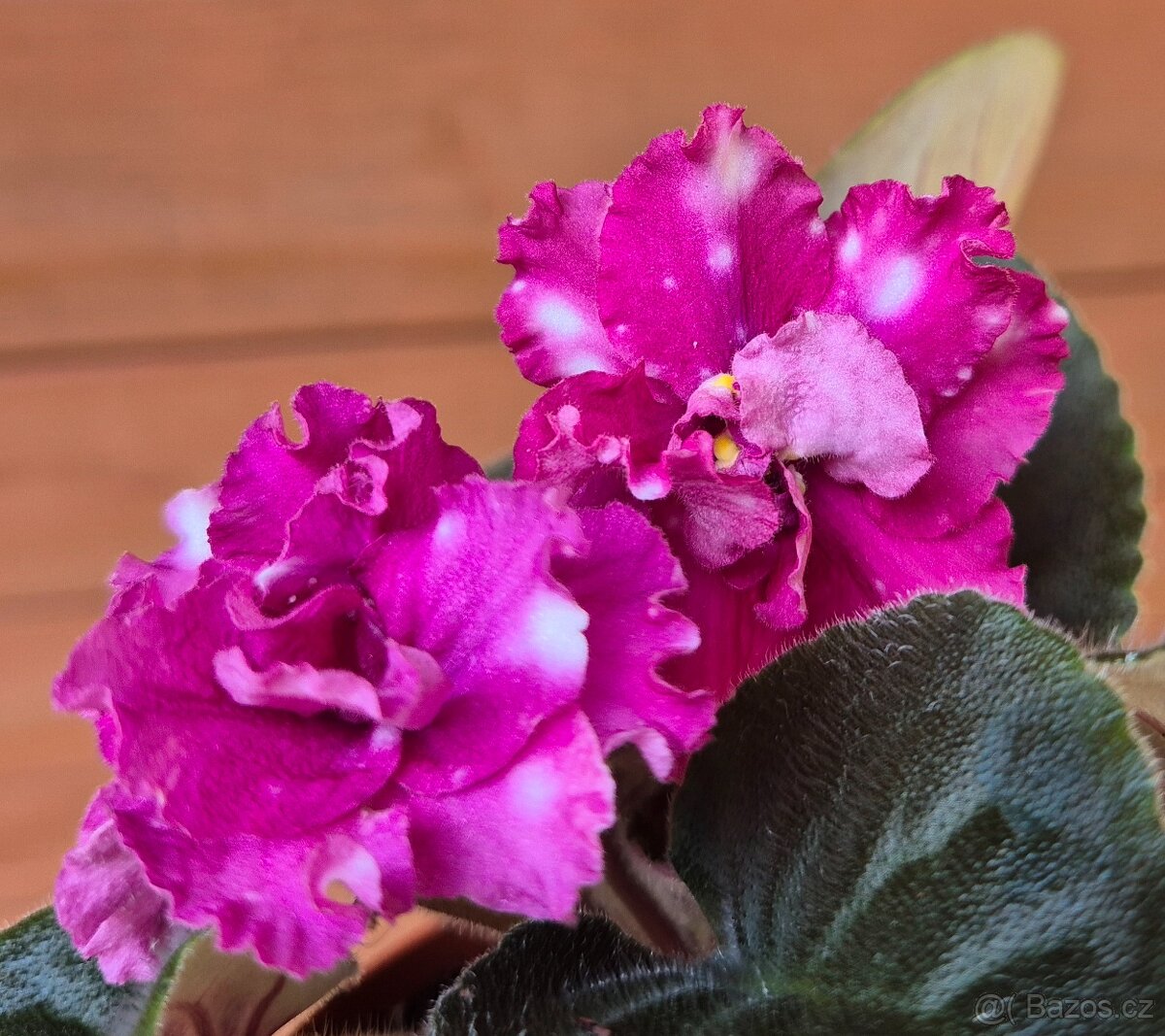 Africké fialky - Saintpaulia - 10