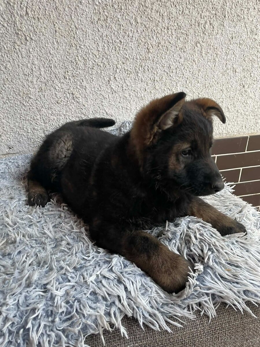 Německý ovčák - 10