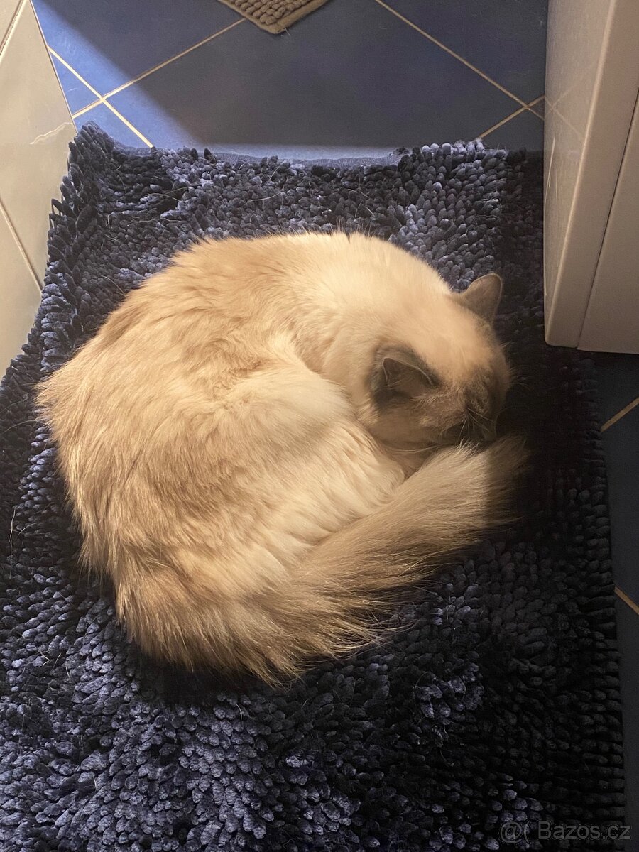 Hledám dočasnou péči pro Ragdoll kočičku - 10