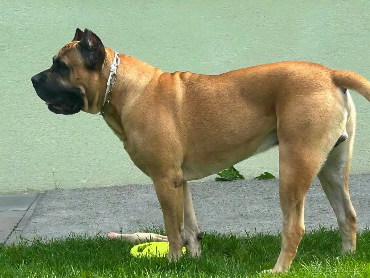 Cane corso s PP - 10