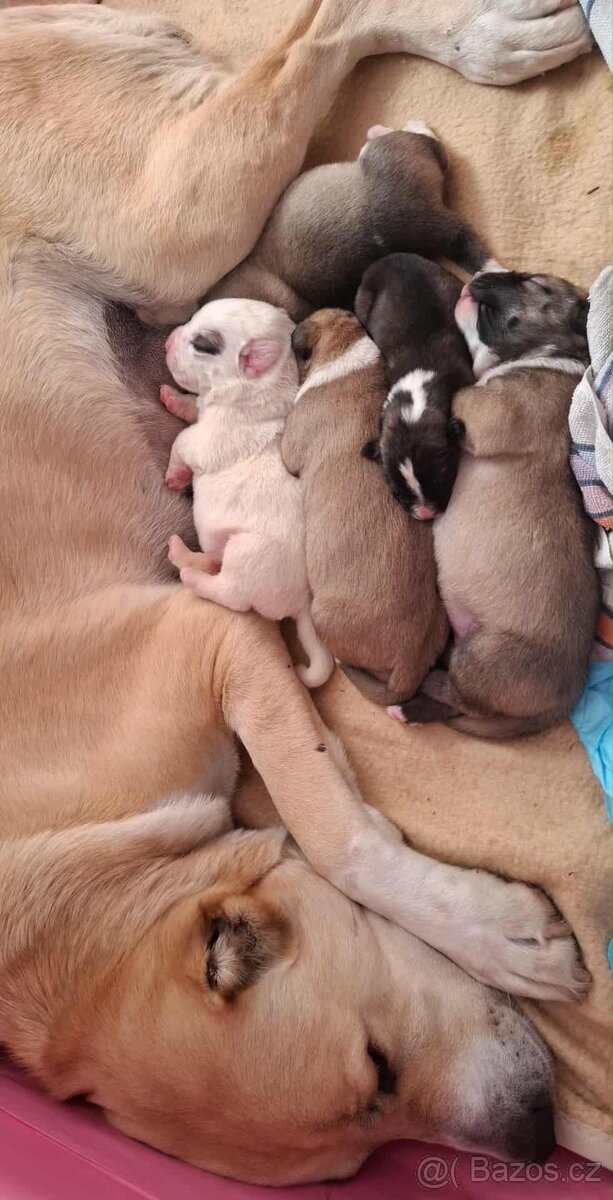 Středoasijský pastevecký pes štěňátka - 10