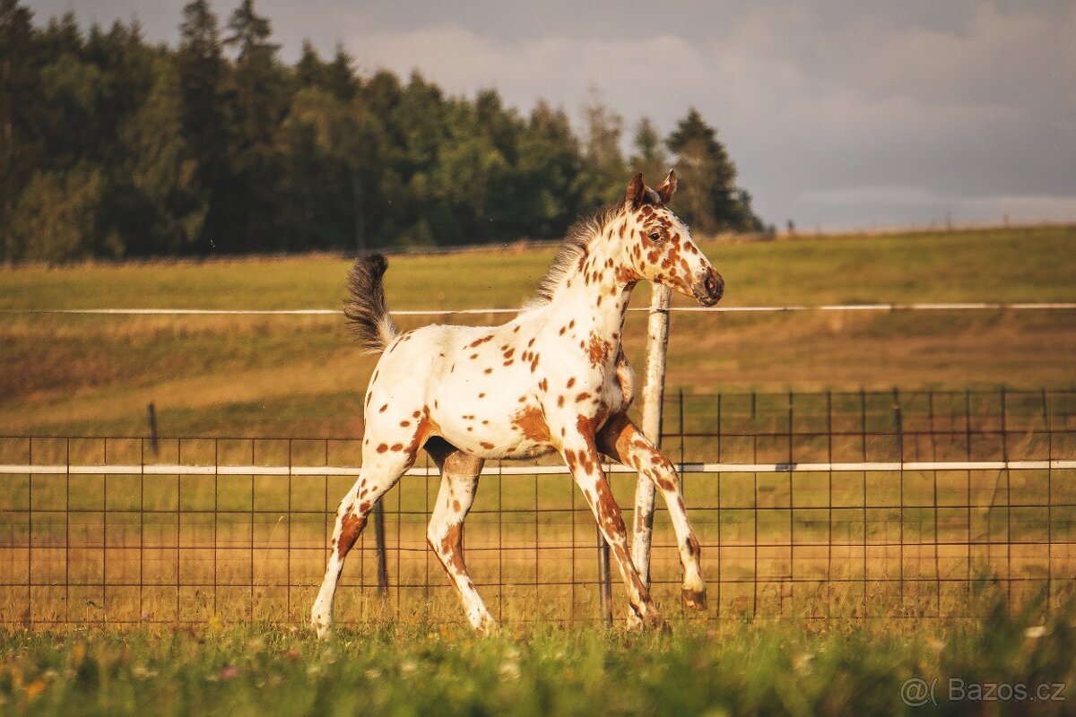 Nádherná klisna sportovního knabstruppera - 10